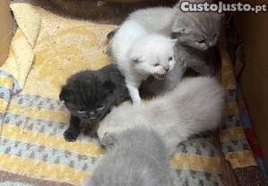 imagem_4