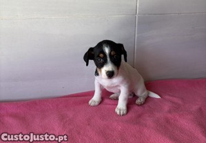 imagem_3