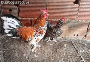 Galinha calada holandesa