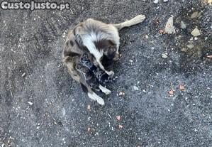 Border collie tricolor para doar