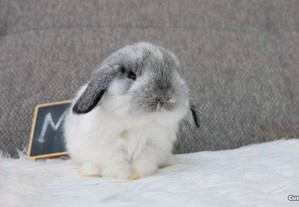 imagem_5