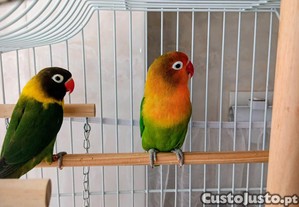 Duas aves mais acecessorios