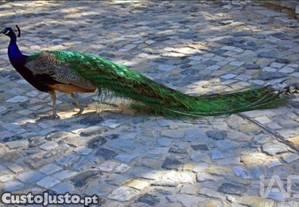 imagem_25