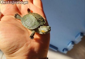 Tartaruga+Tartarugueira+alimenta��o adequada