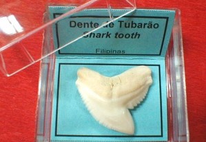 Dente de tubarão - cx acrílico 5x5cm