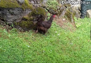 Galinha