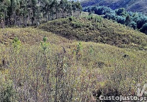 Terreno Agrícola em Mação, Penhascoso e Aboboreira