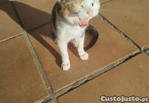 Gata pequena com 3 meses