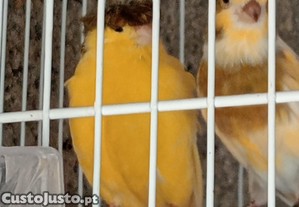 imagem_1