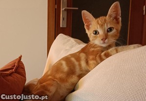 imagem_3
