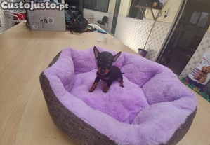 pinscher pincher hiper miniatura disponível para entrega imediata