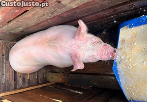 imagem_4