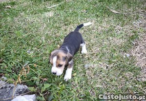 beagle criado em ambiente familiar