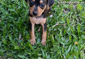 imagem_6