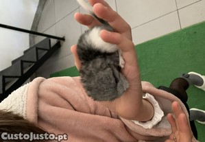 Chinchilas