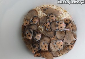 Hamster sírios russos roborovski