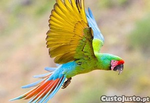 imagem_2