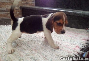 beagle criado em ambiente familiar