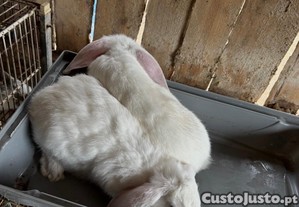 imagem_1