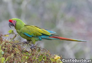 imagem_3