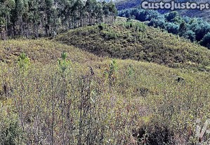 Terreno Agrícola em Mação, Penhascoso e Aboboreira