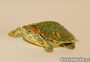 imagem_2