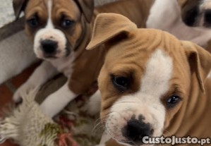 American Staffordshire terrier