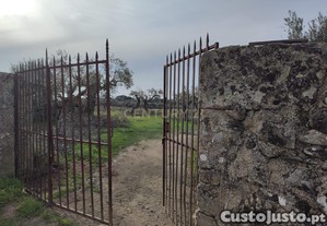 Terreno com olival tradicional | Pvoa de Rio de Moinhos, Castelo Branco