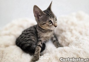 imagem_4