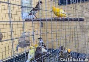 imagem_1