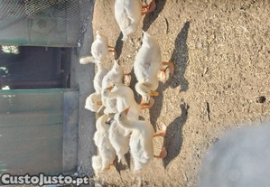 Patos pequim
