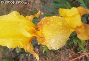 Iris de flor amarela