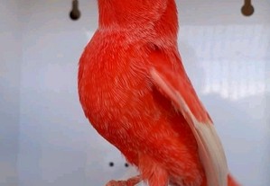 imagem_4