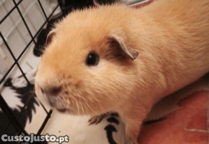 Porquinho da Índia Teddy