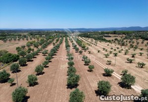 Quinta rural com olival, com uma área de 42,480m2 vaqueiros, santarém
