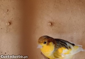imagem_1
