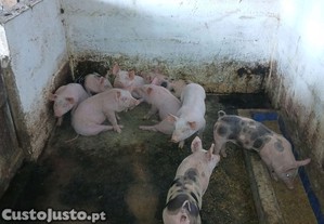 imagem_5