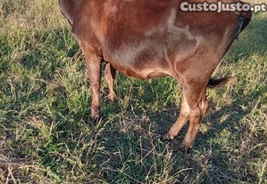 imagem_1