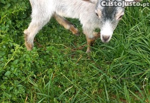 Cabrito novo