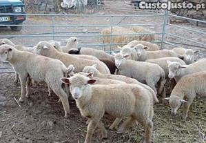22 borregos