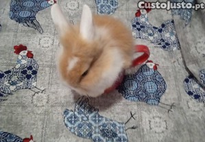 imagem_4