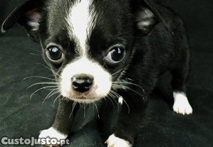 Chihuahua Pelo Curto Com Lop E Afixo