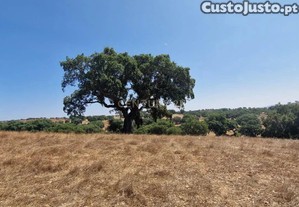 Herdade para produo de cortia