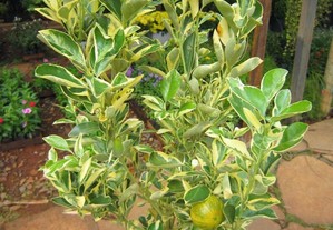 limoeiro variegata
