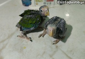 imagem_3