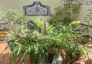 imagem_33