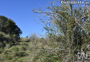 imagem_29