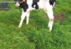 Bezerro  macho