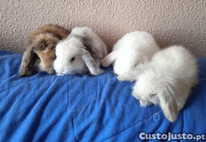 imagem_3