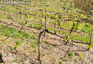 Terreno rstico destinado ao cultivo de kiwi